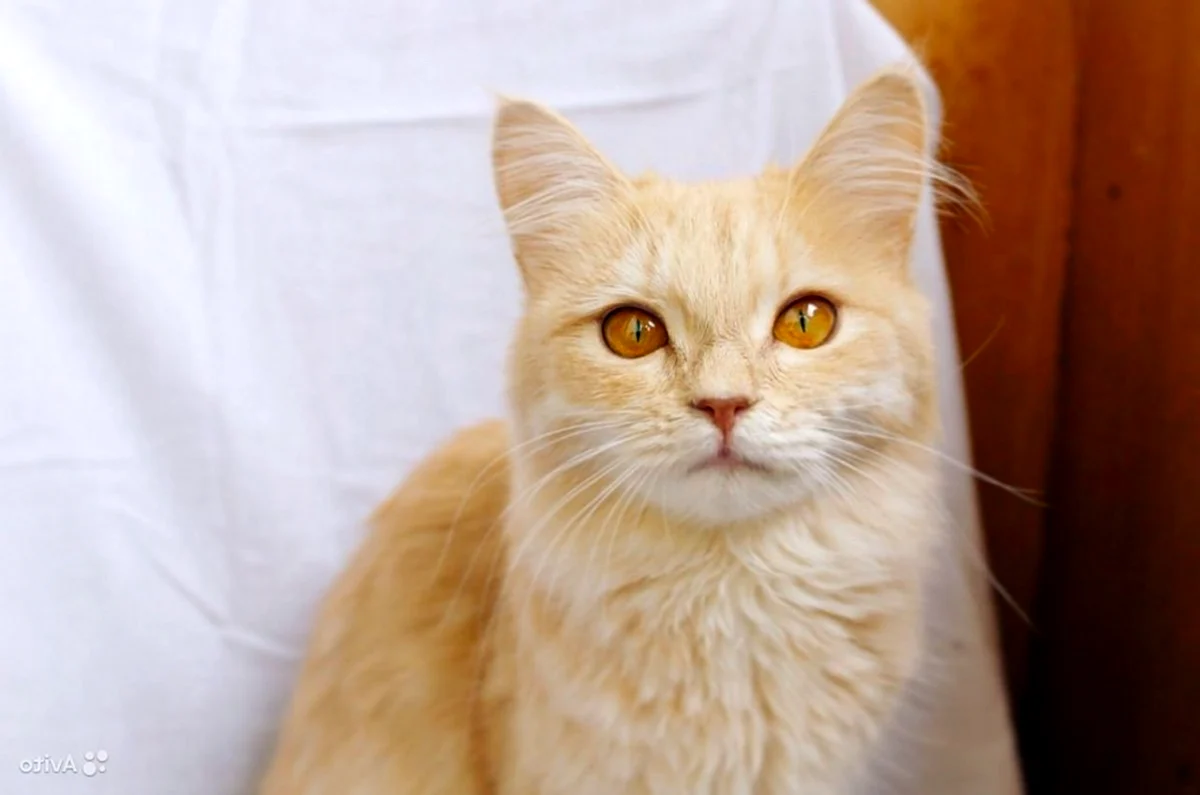 Персиковая кошка с желтыми глазами