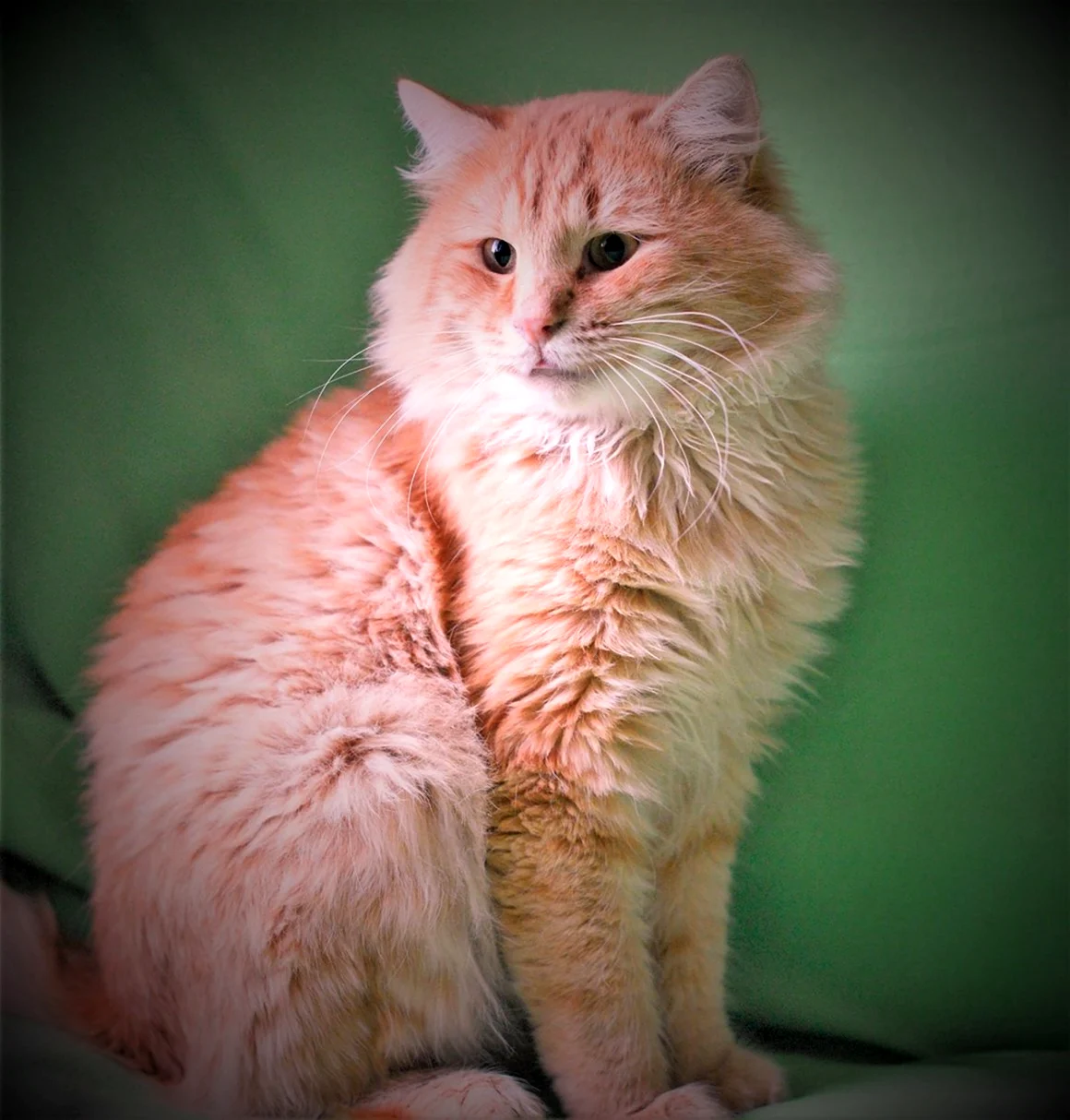 Персиковая турецкая ангорская кошка
