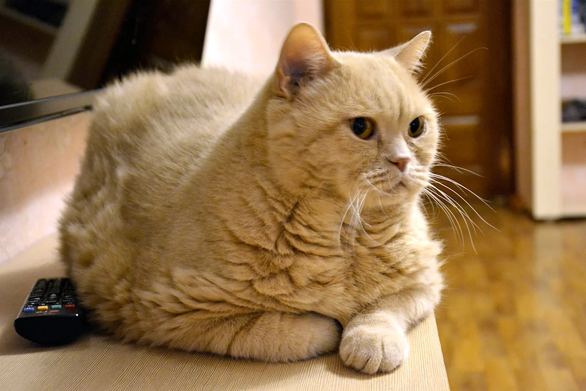 Персиковый британец кот