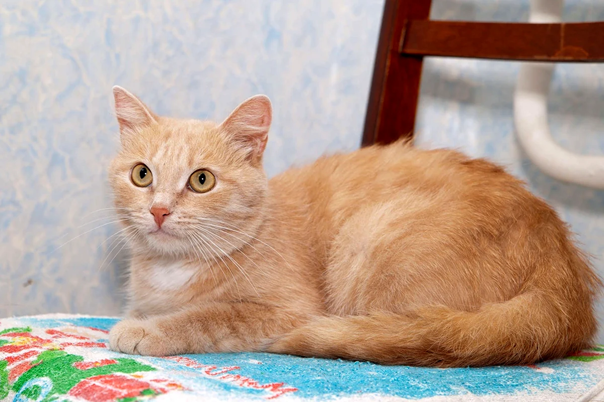Персиковый кот порода метис