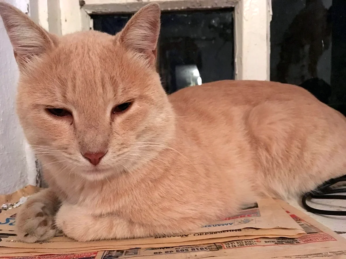 Персиковый кот порода метис