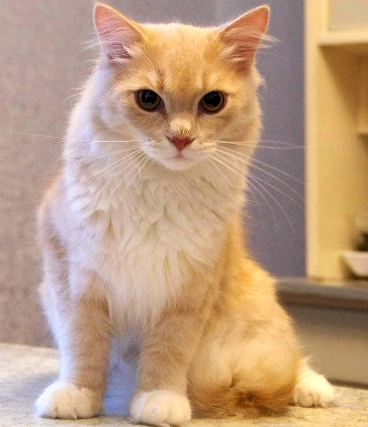 Персиковый кот породистый