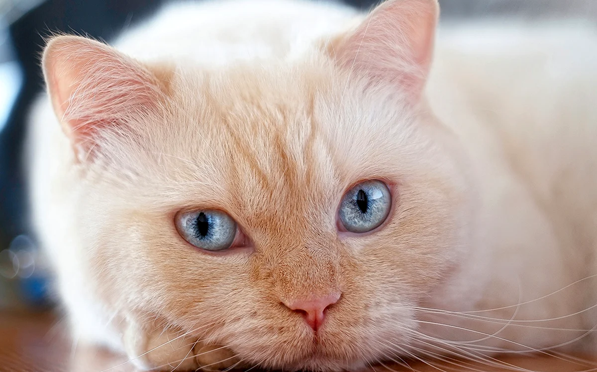 Персиковый кот с голубыми глазами
