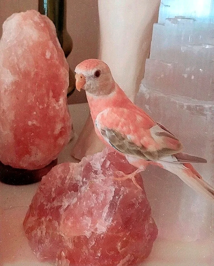 Персиковый попугай