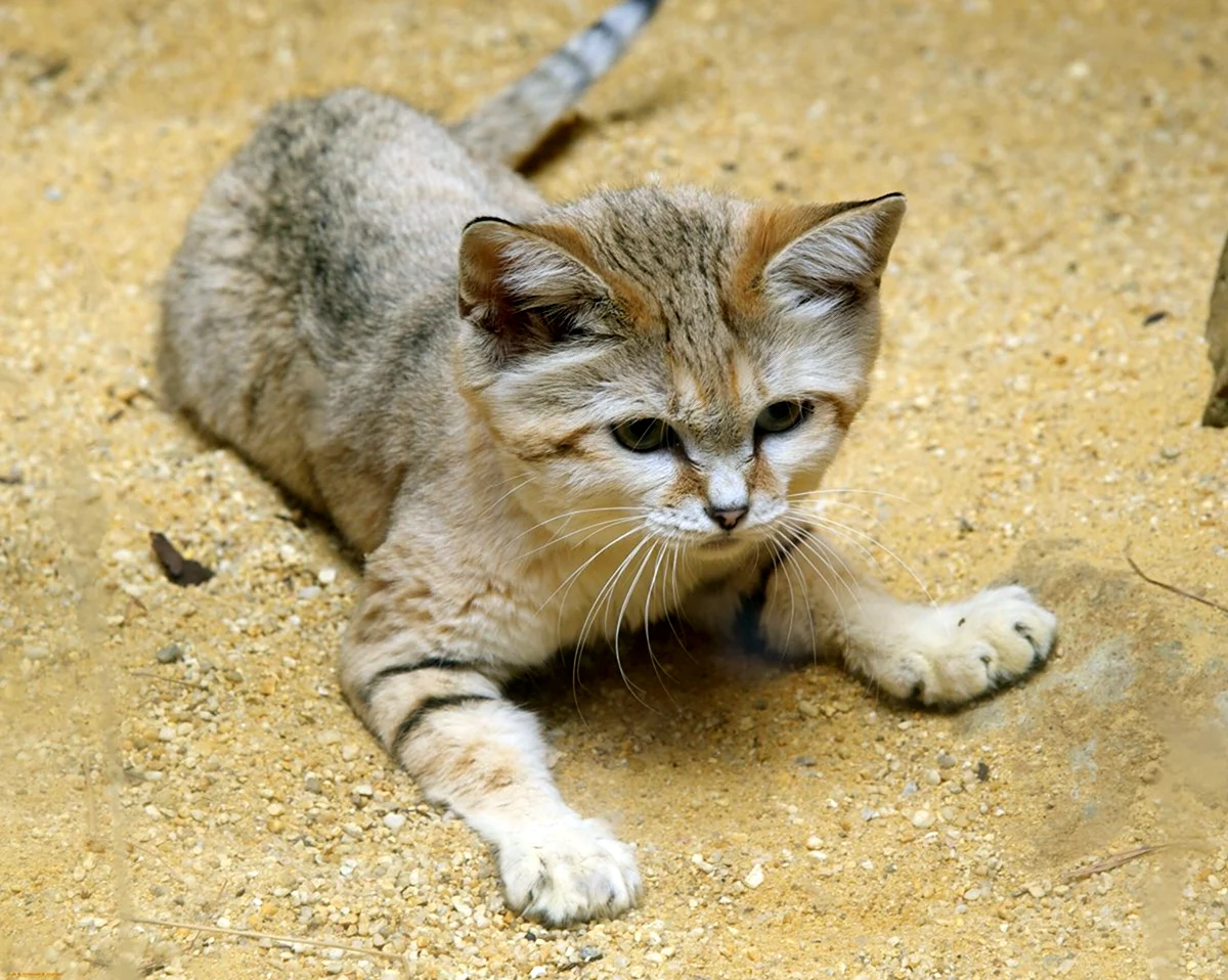Песчаные кошки барханный кот