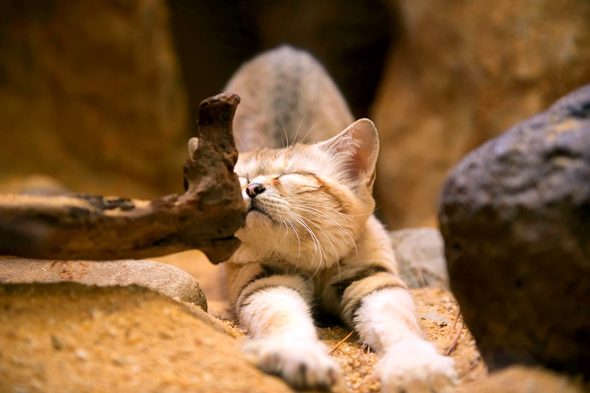 Песчаные кошки барханный кот