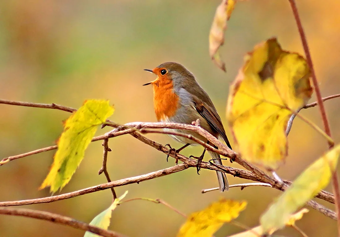 Певчие птицы осенью