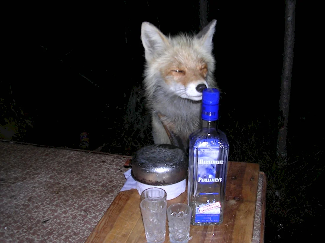 Пьяная лиса