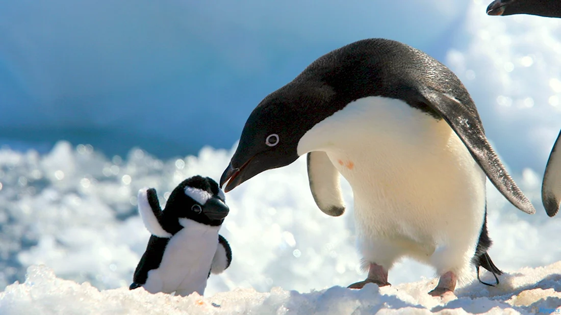 Пингвин Адели птенец
