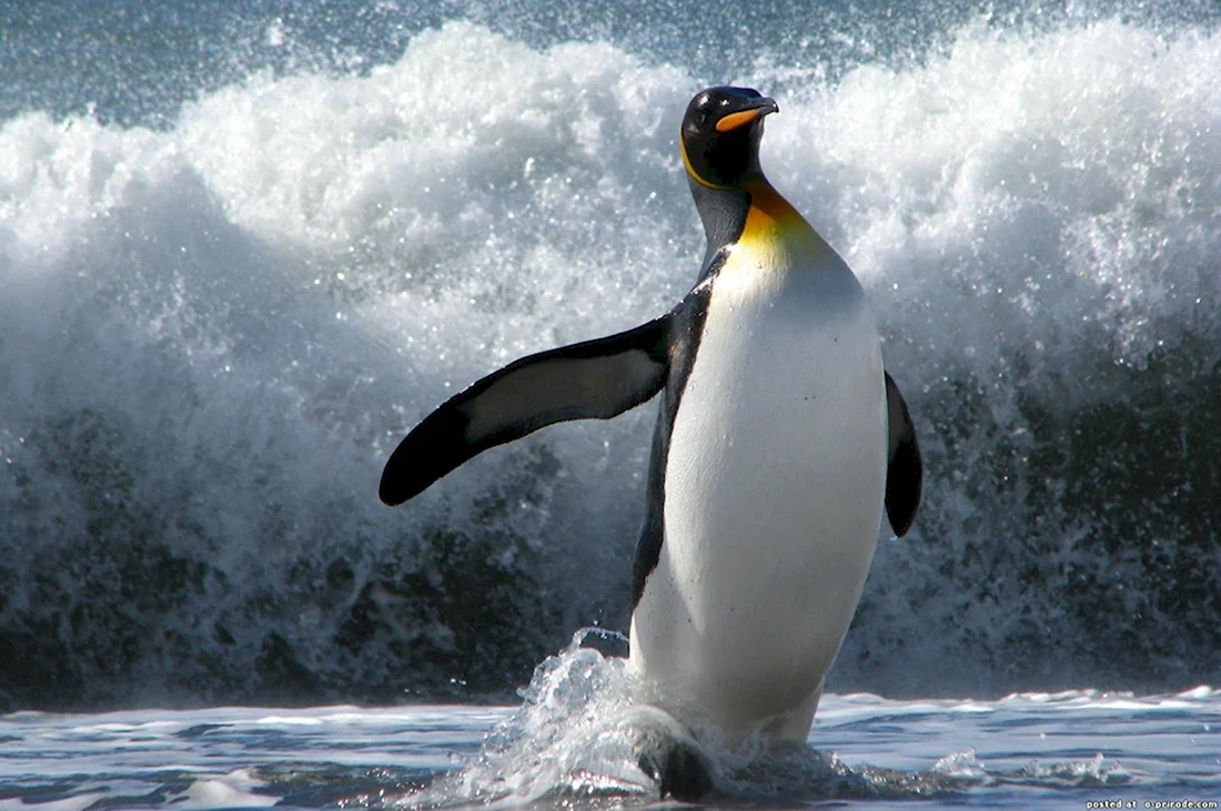 Пингвин Aptenodytes Demersa
