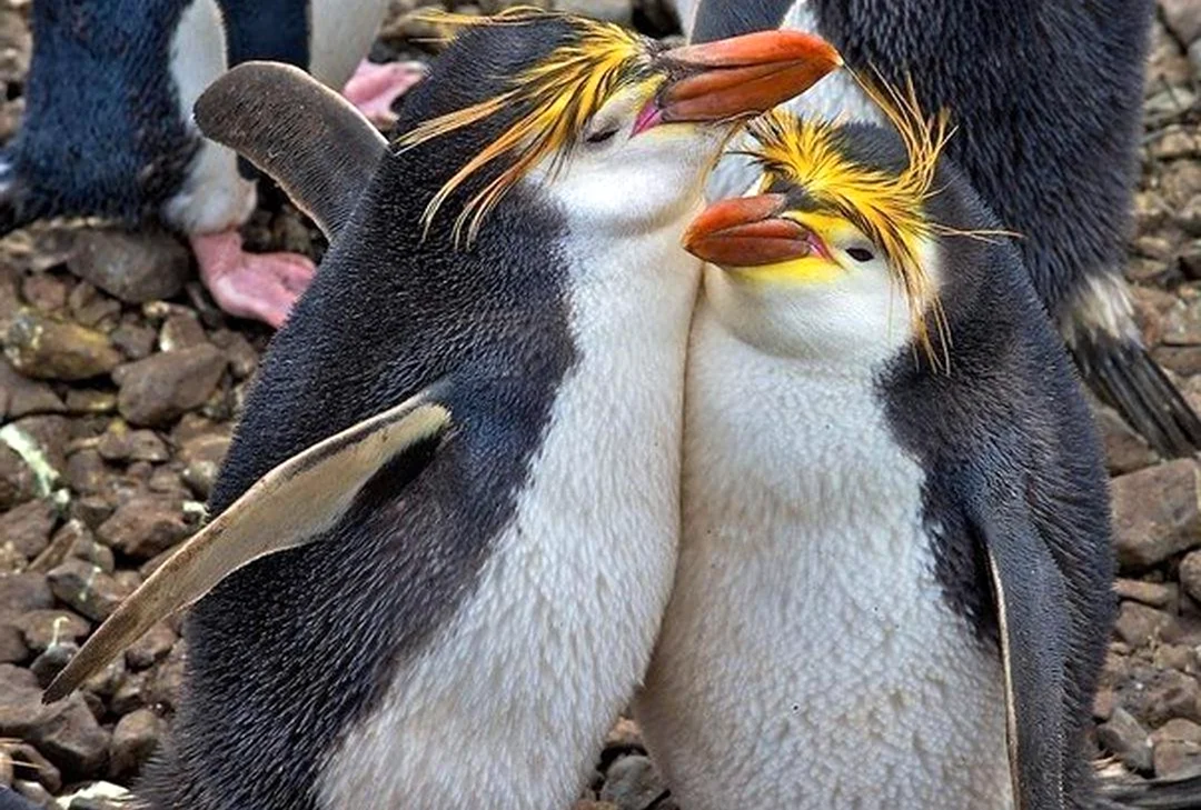 Пингвин Шлегеля Eudyptes schlegeli