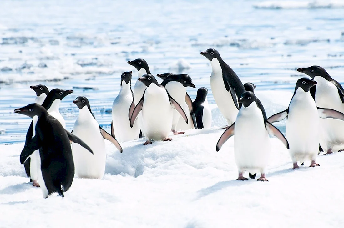 Пингвиний марш