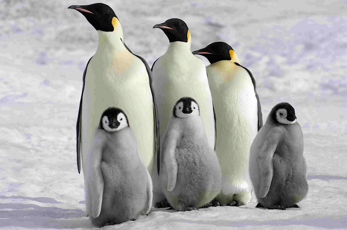 Пингвиний марш