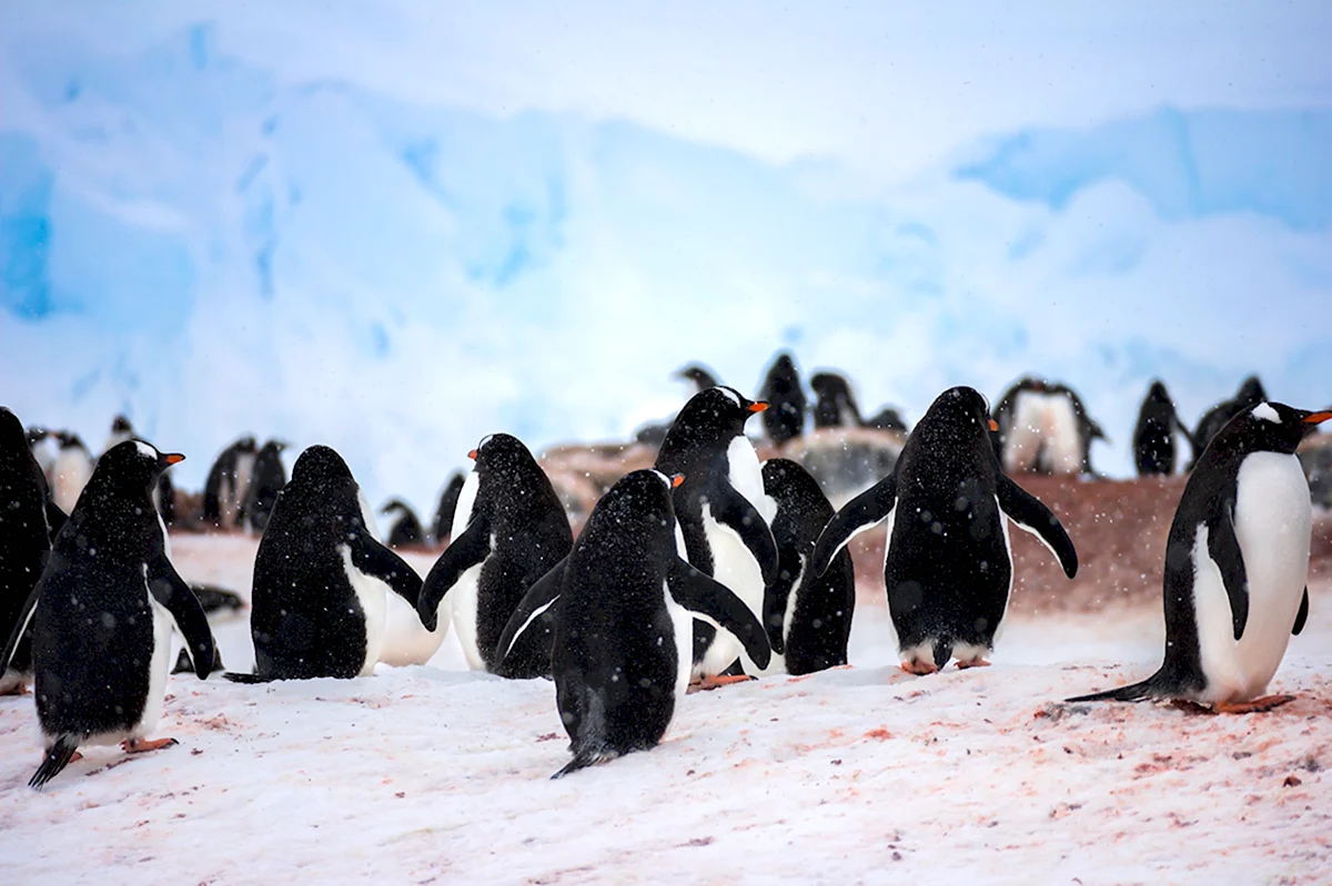 Пингвиний пляж в Антарктиде