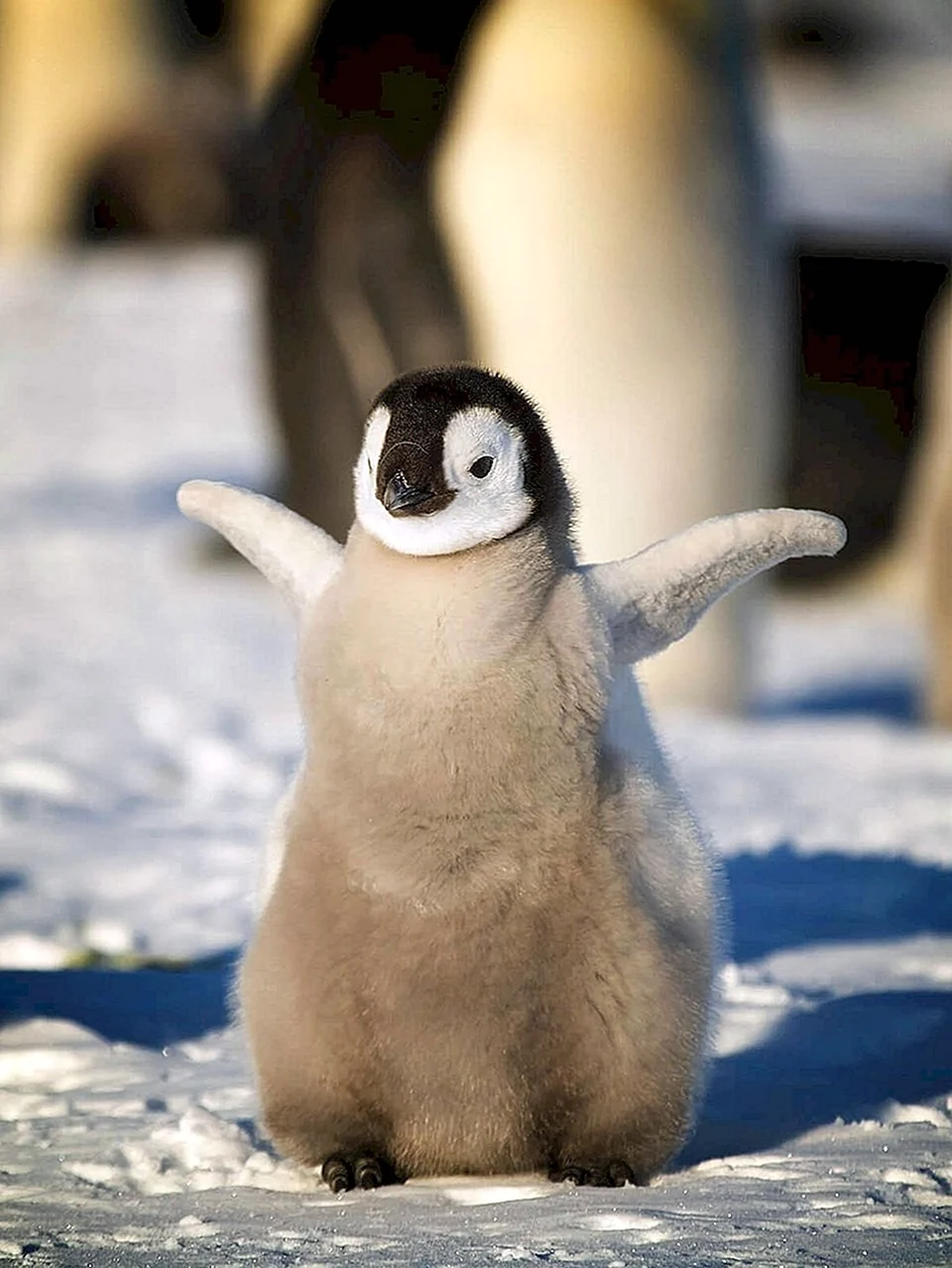 Пингвины и Пингвинята