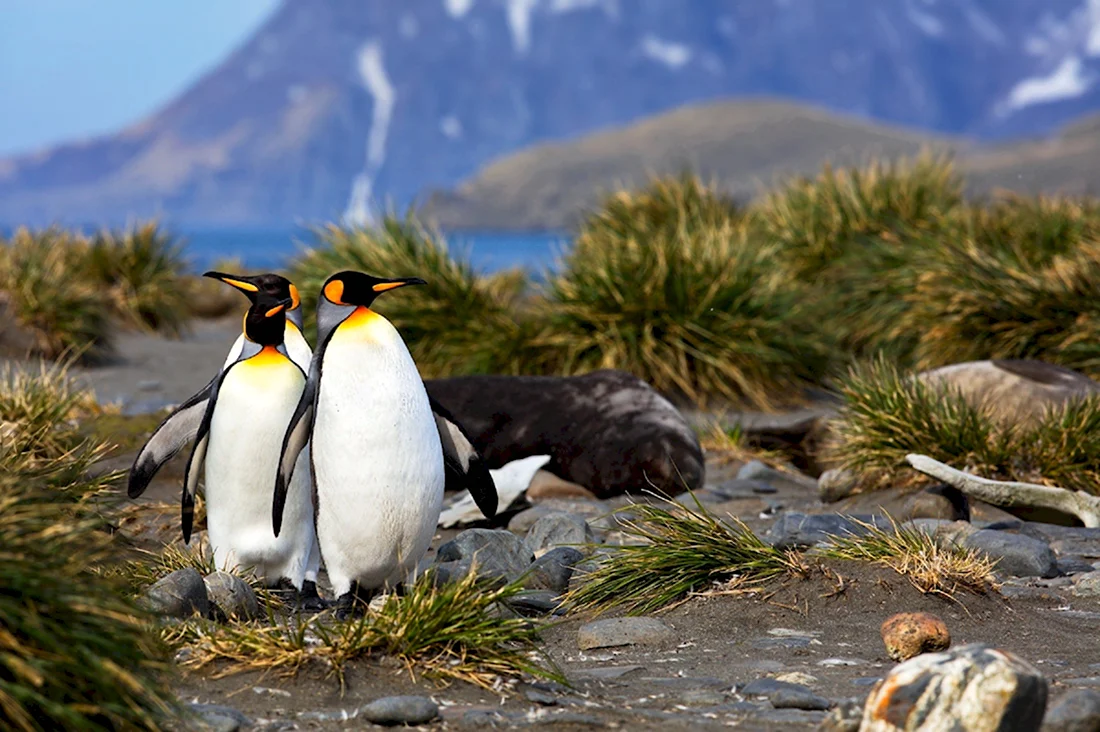 Пингвины Южная Георгия