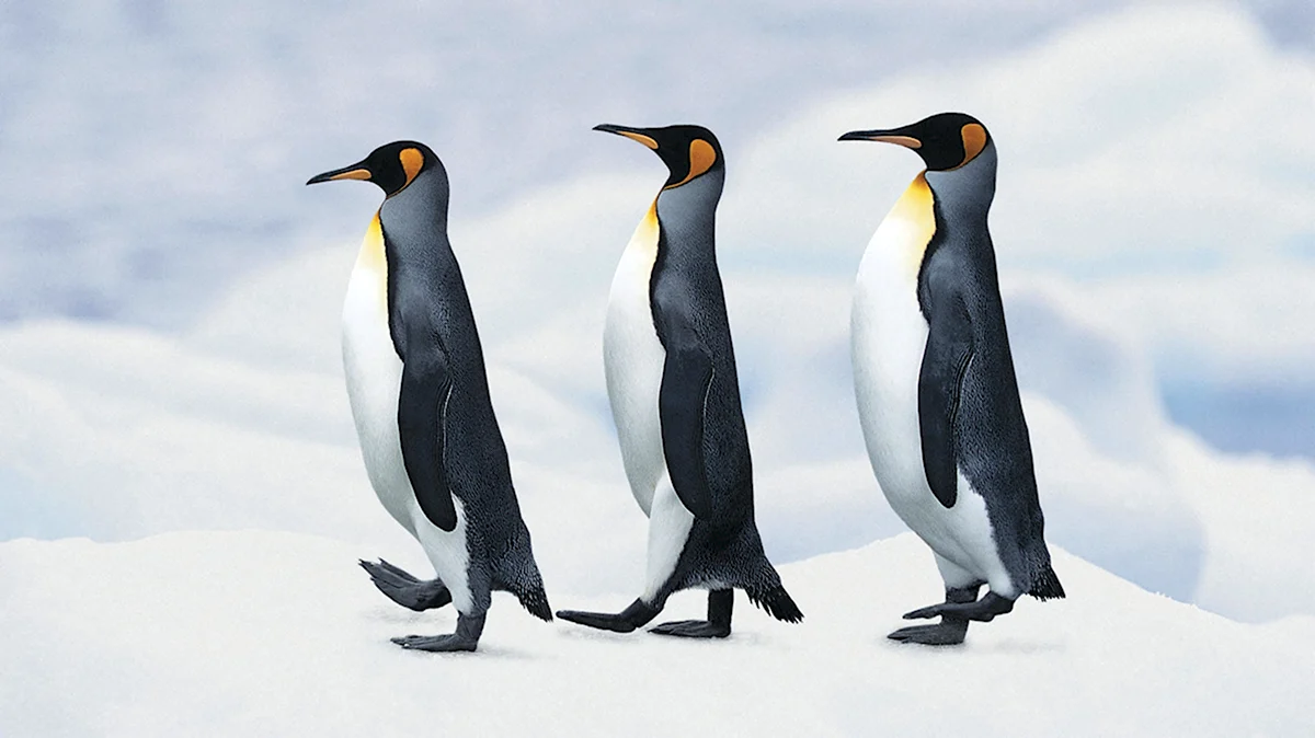 Пингвины Королевские Императорские