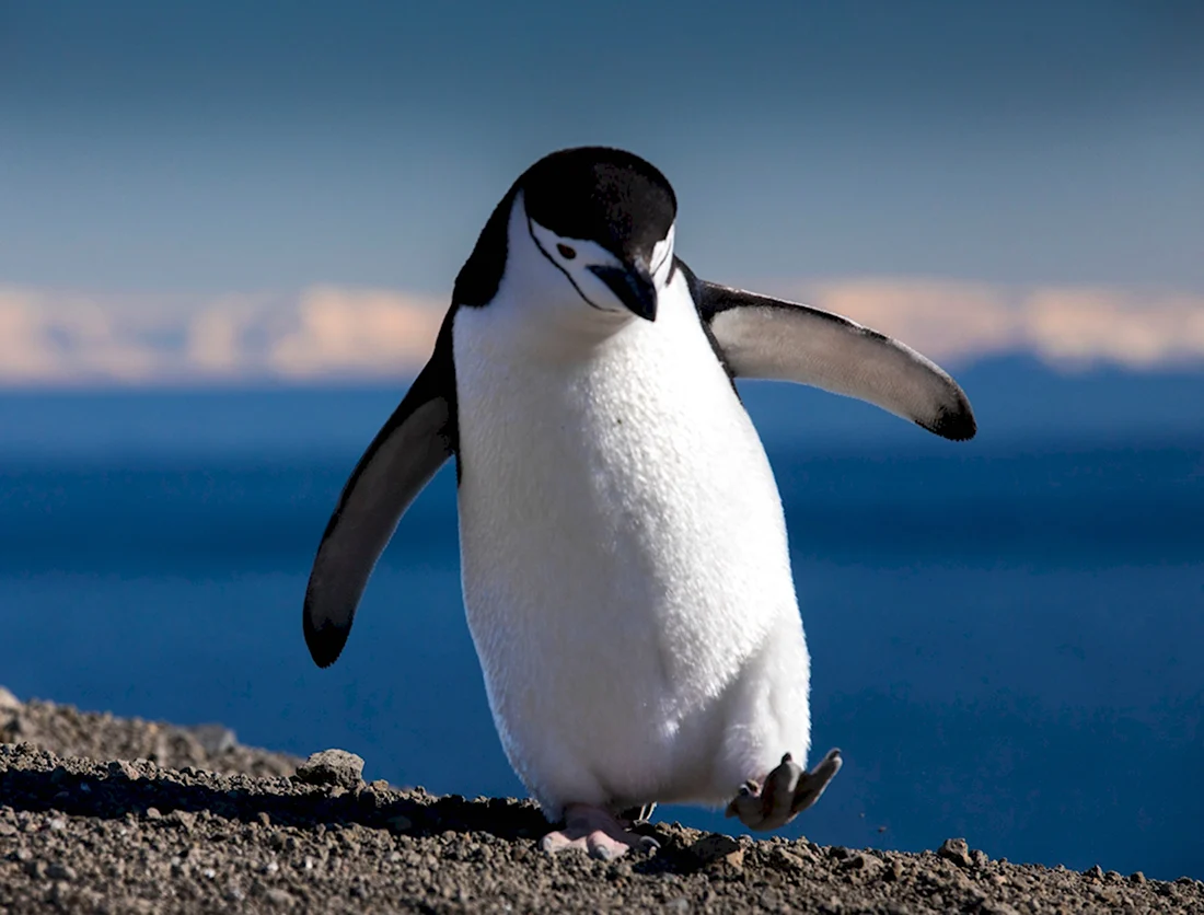 Пингвины в Пейтоне