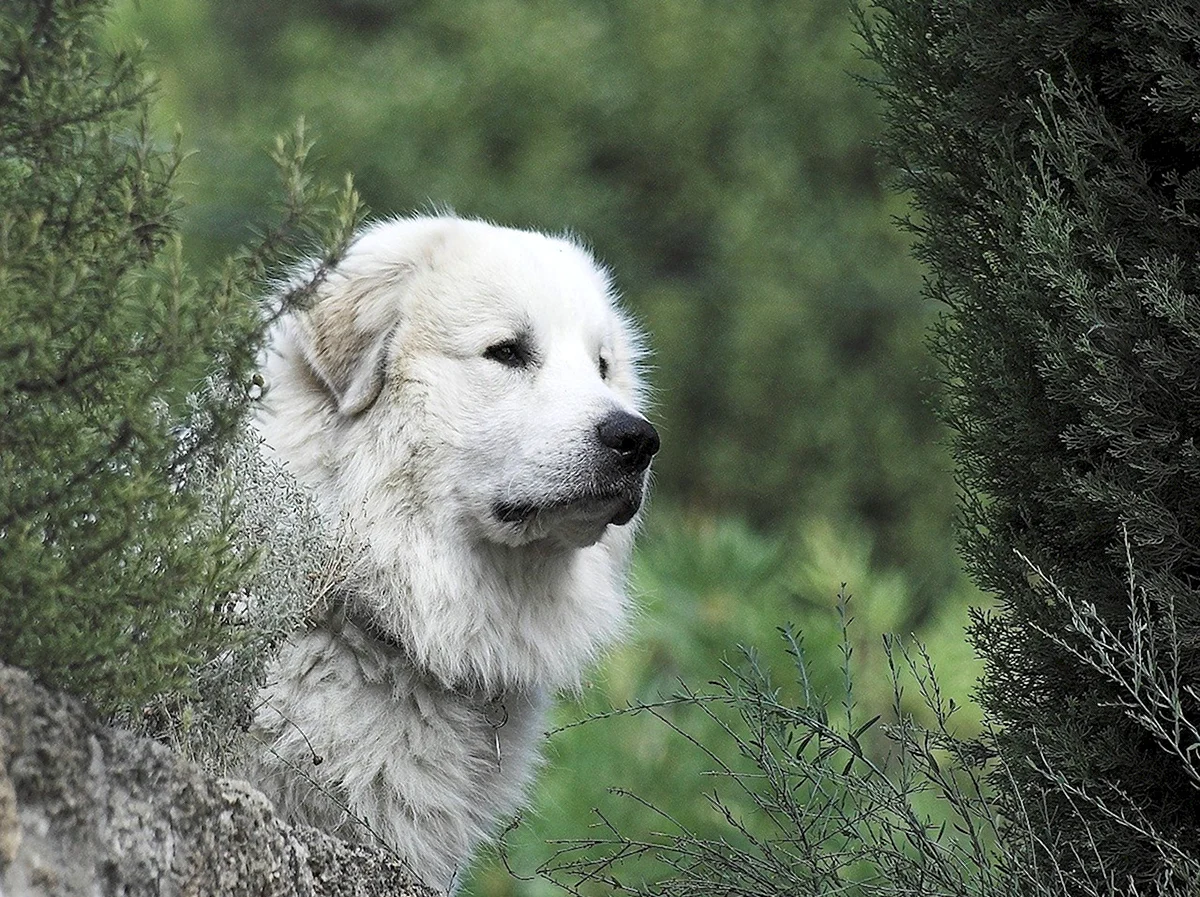 Пиренейская Горная овчарка щенки