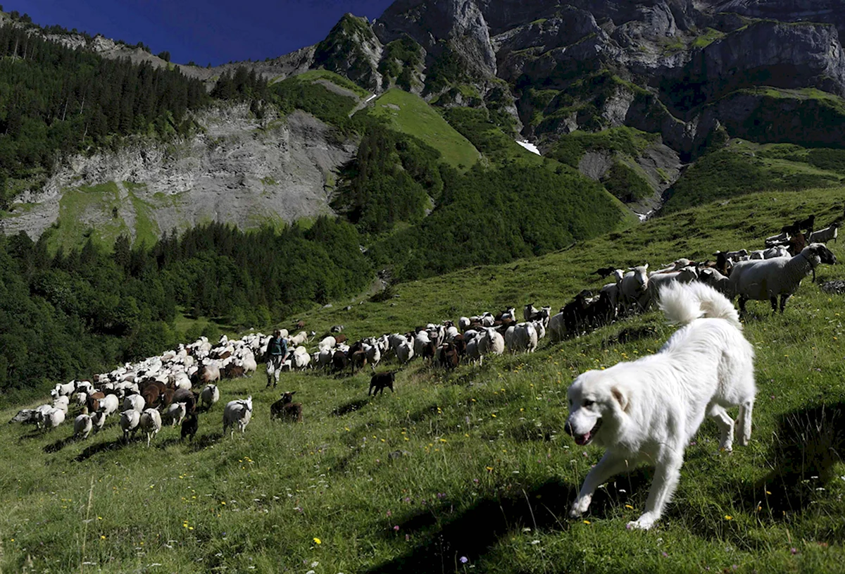 Пиренейская Горная собака пастух
