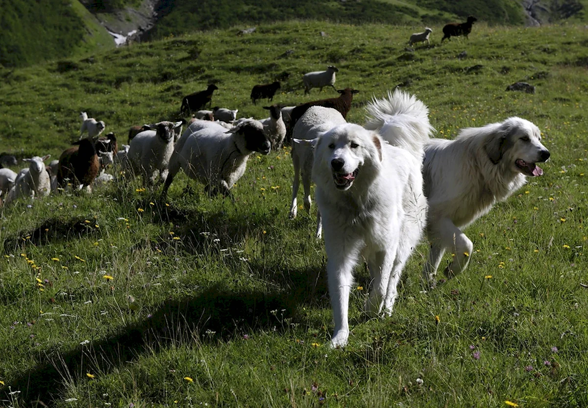 Пиренейская пастушья собака