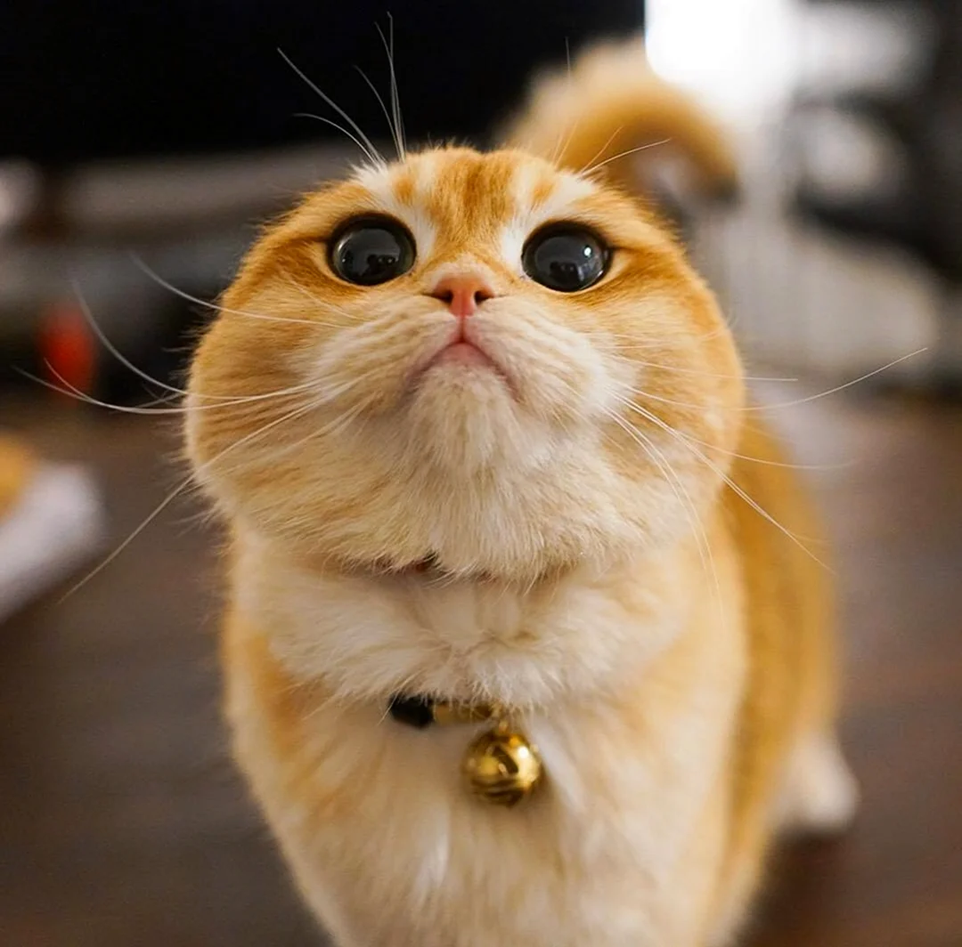 Pisco Cat порода