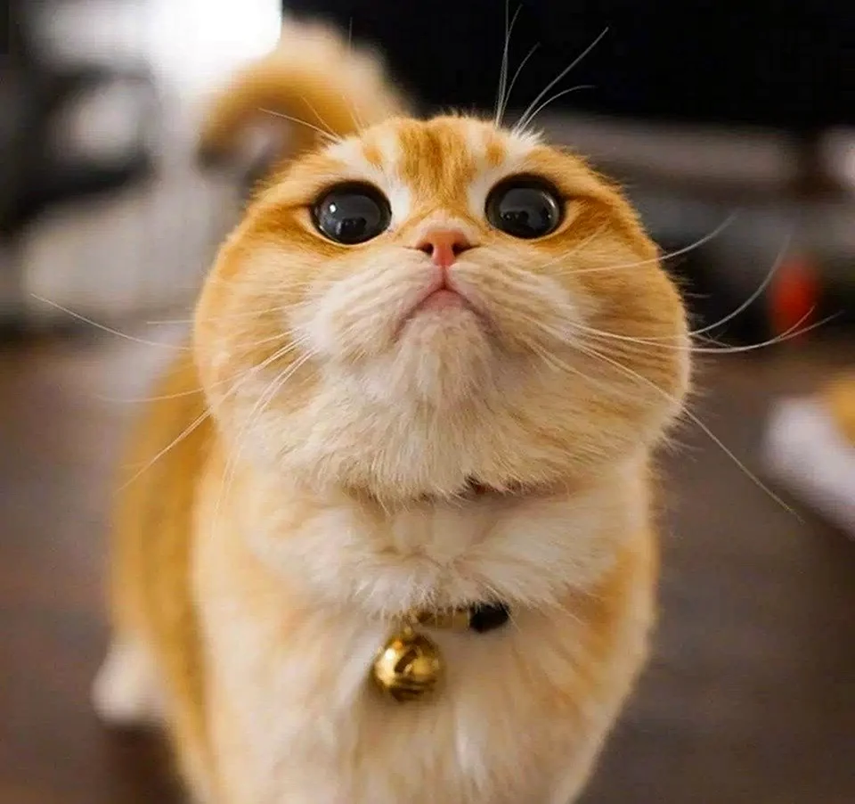 Pisco Cat порода