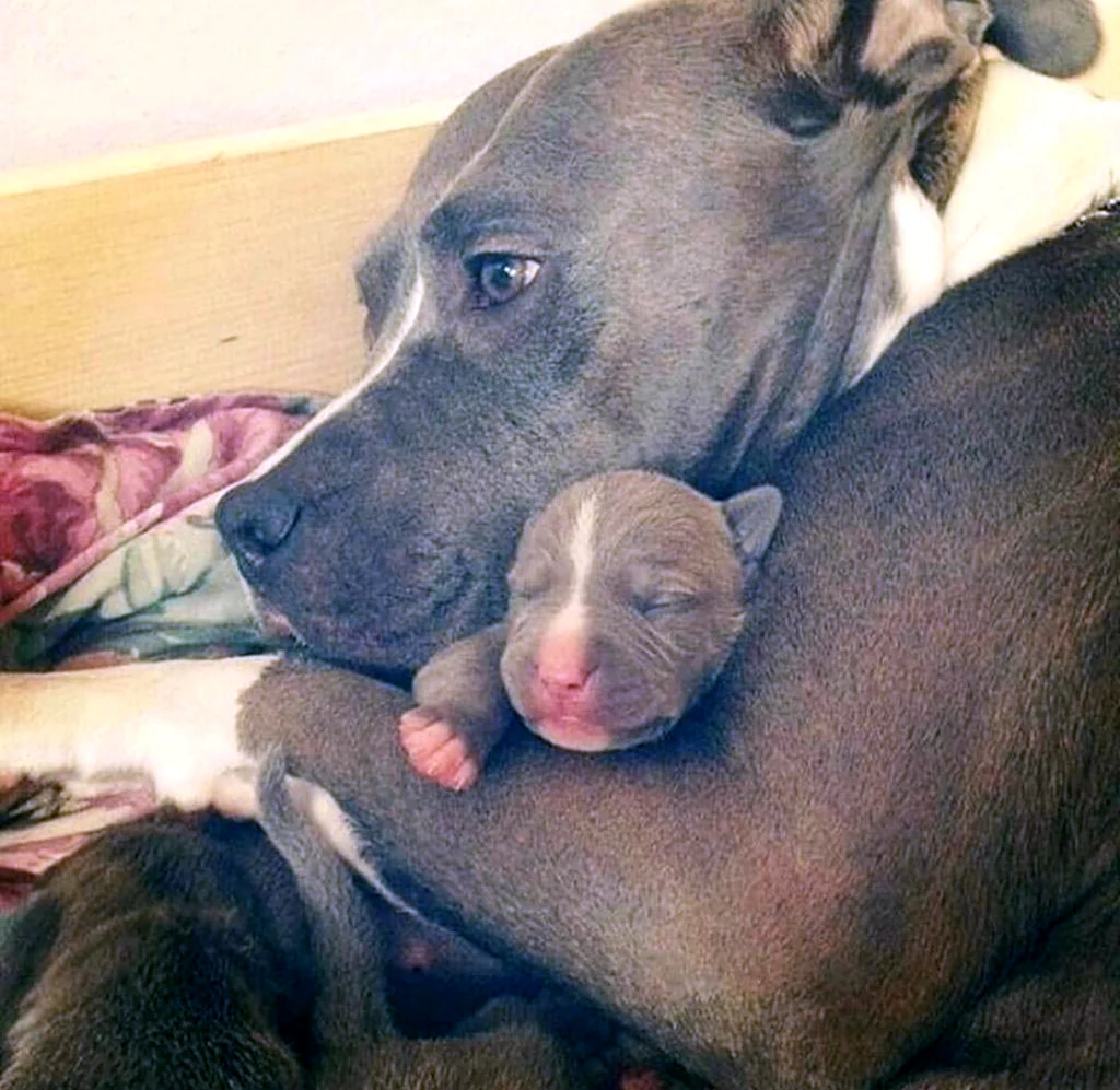 Питбуль щенок с мамой