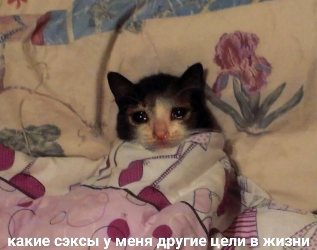 Плачущий кот в кровати