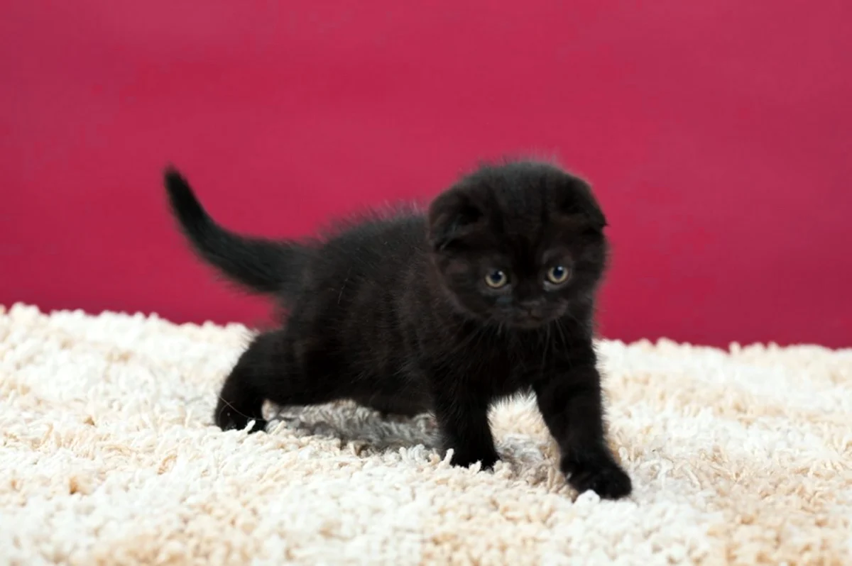 Плюшевый вислоухий котенок черный
