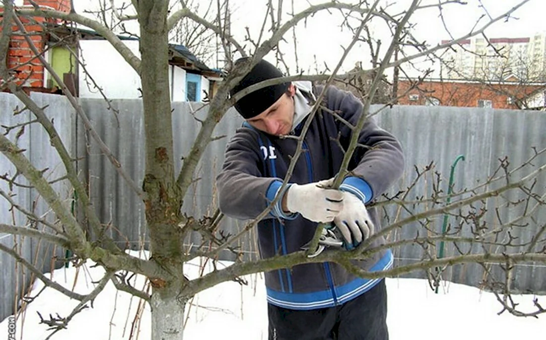 Подготовка к зиме обрезки деревьев