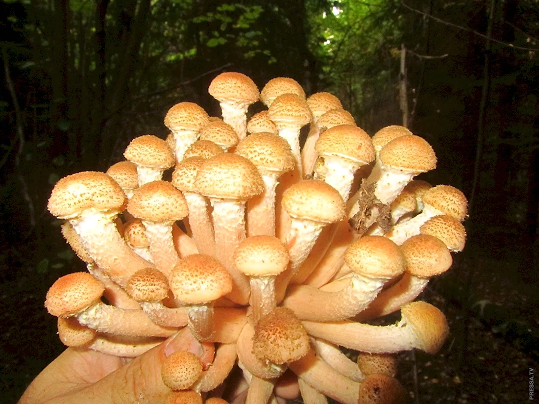 Подмосковные грибы опята