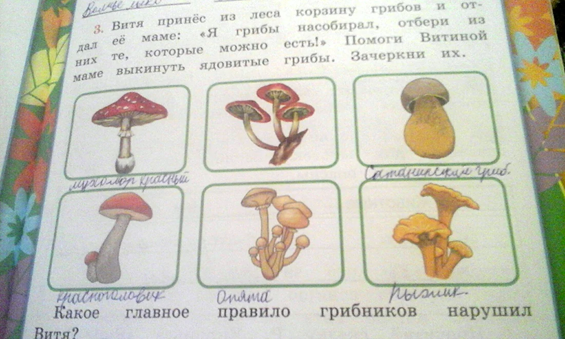 Подпиши названия грибов