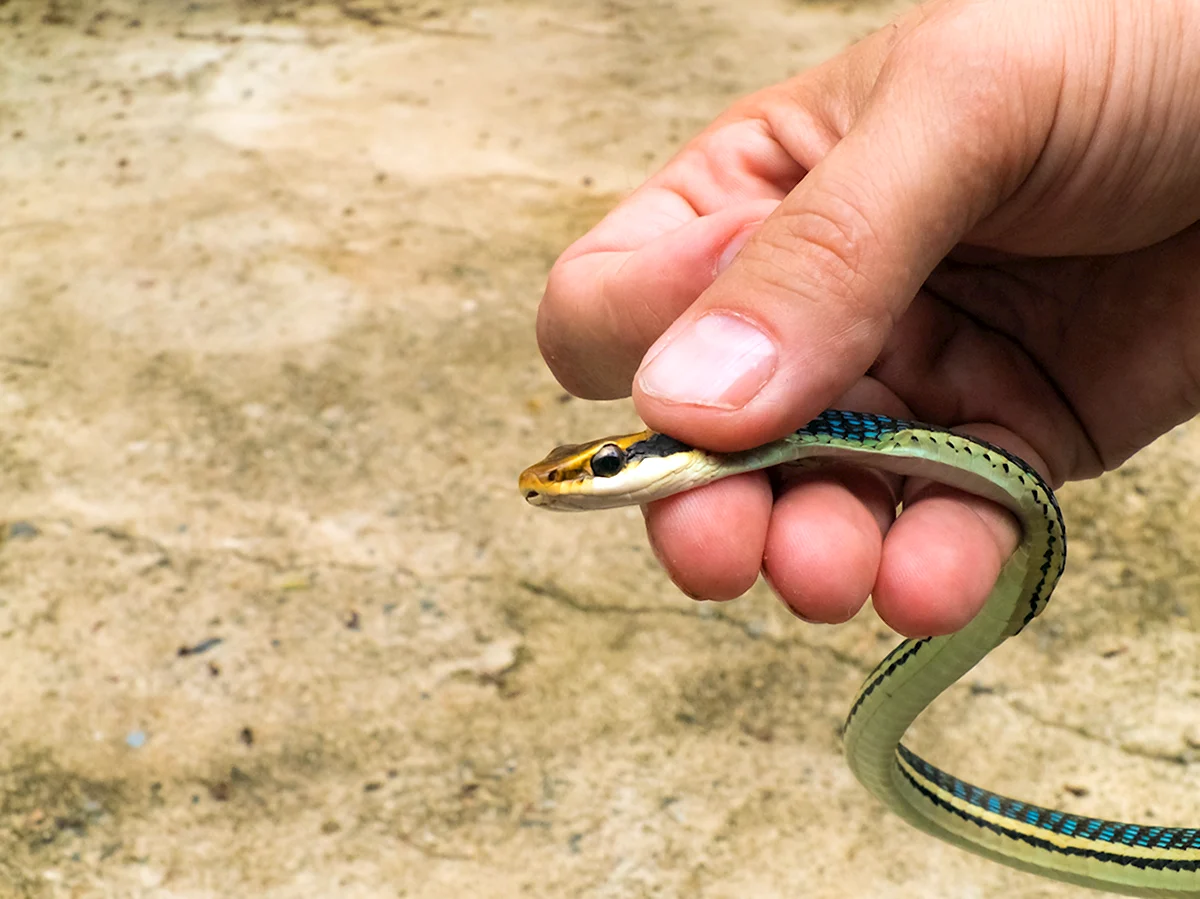 Подвязочная змея маленькая