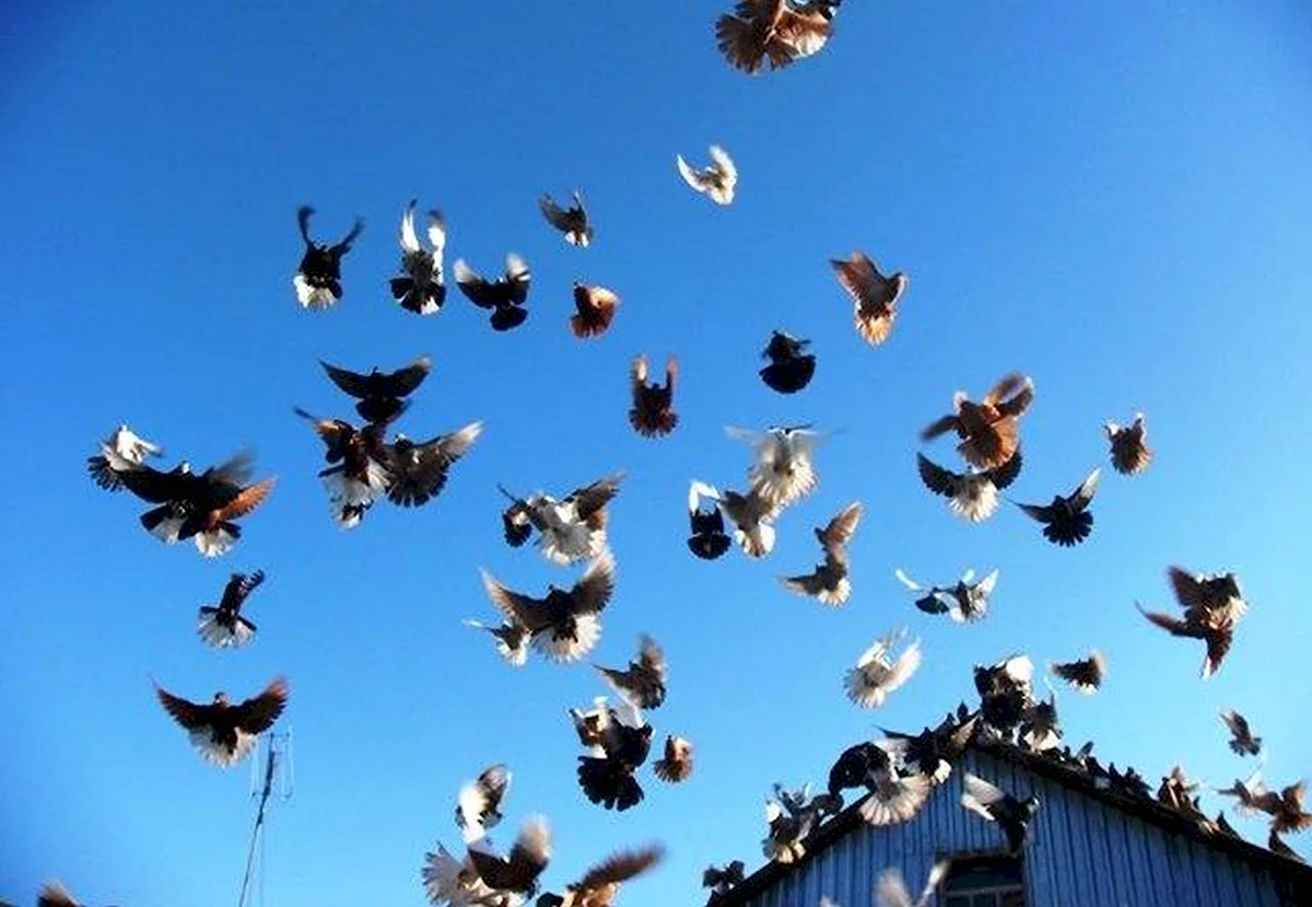 Полет бабочки Николаевский голубь