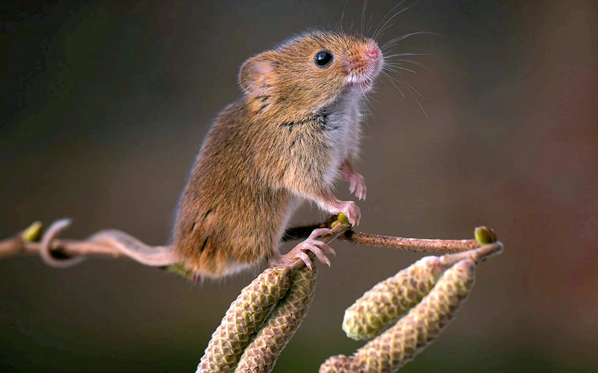 Полевая мышь Apodemus agrarius