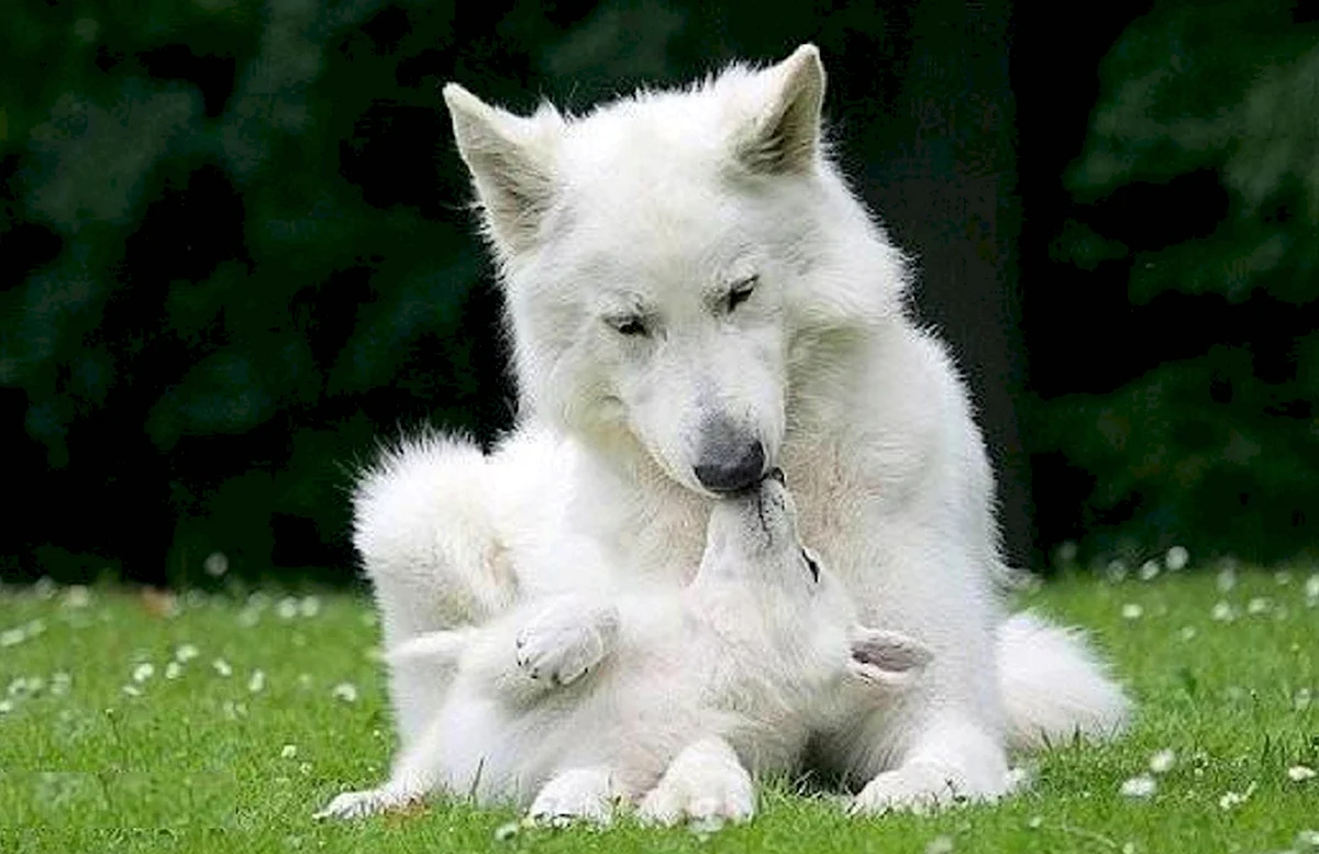 Полярный волк щенки