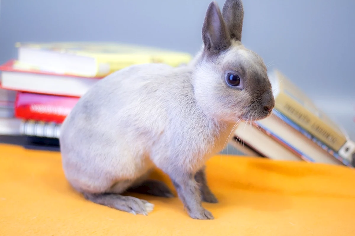 Польский кролик декоративный карликовый