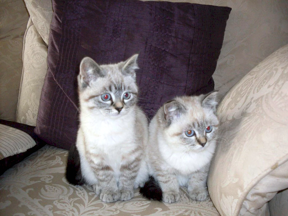 Помесь сиамской кошки и британского кота