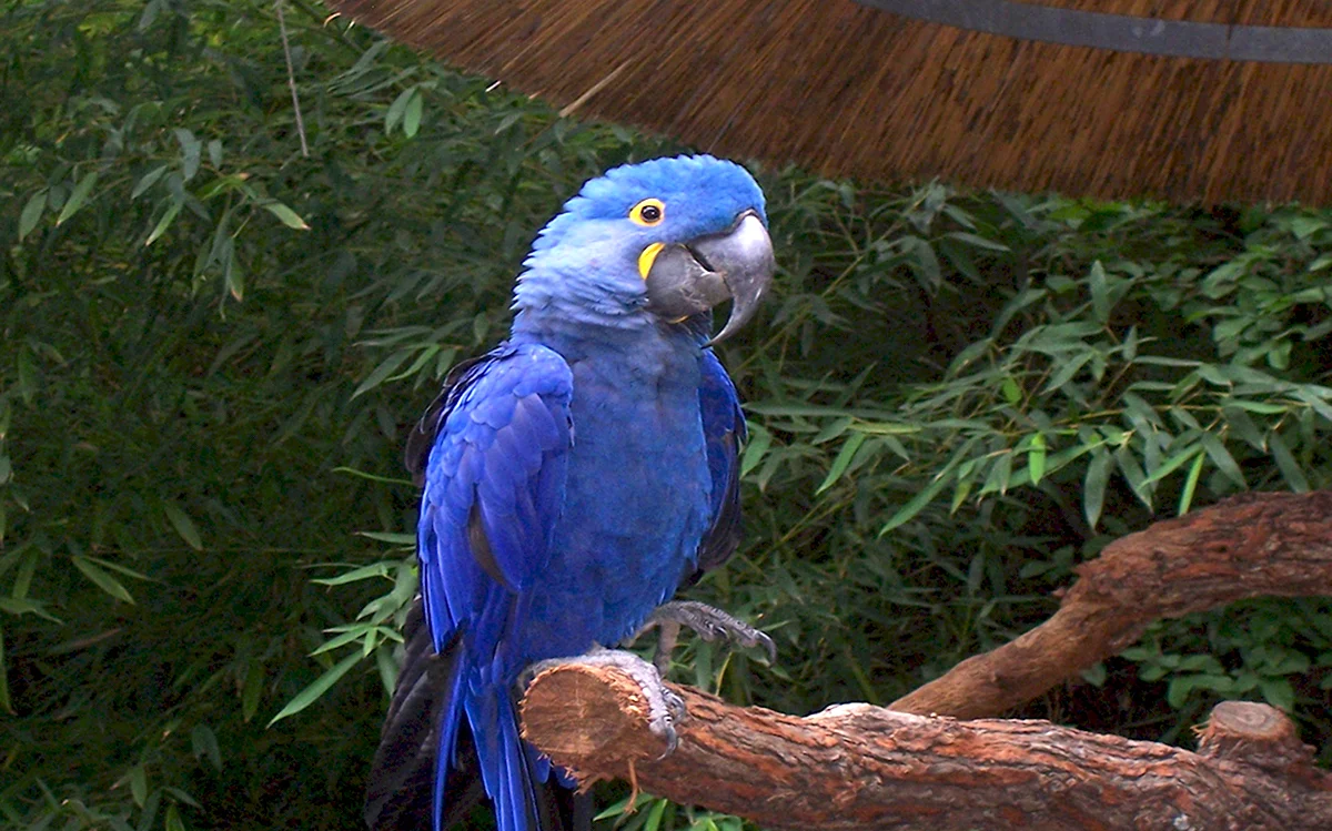 Попугай ара гиацинтовый