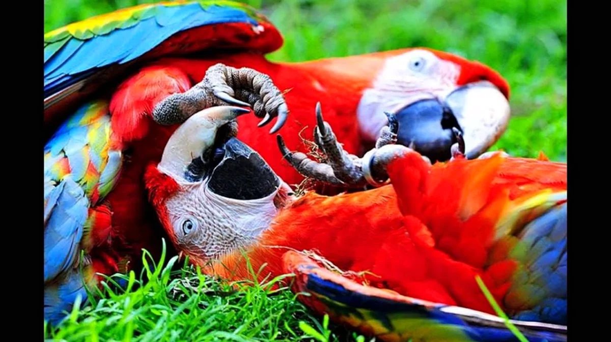 Попугай ара смешной
