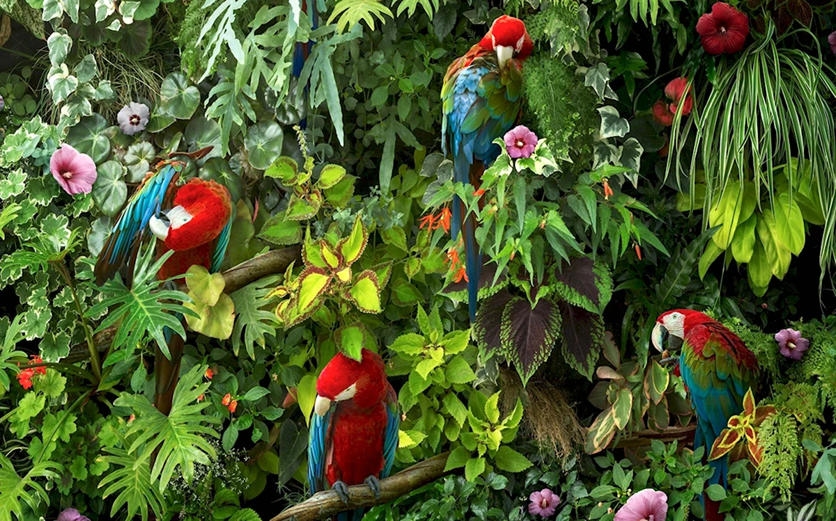 Попугай ара в джунглях Южной Америки