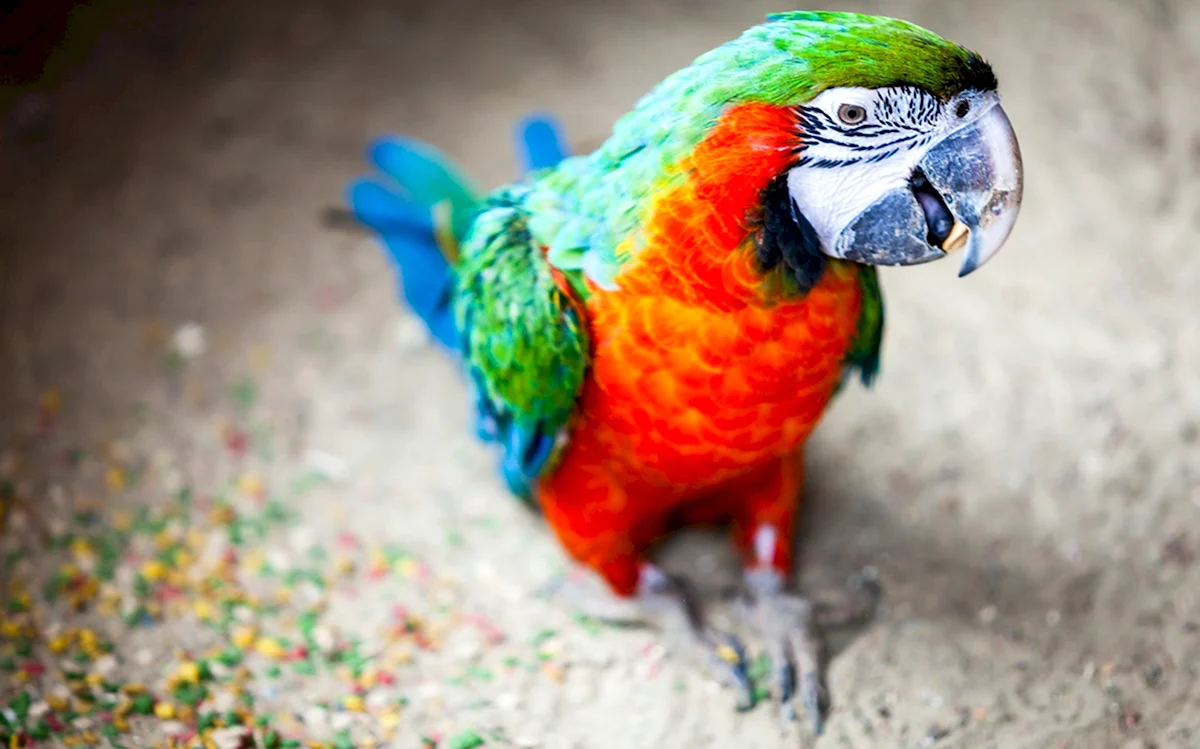 Попугай ара зеленокрылый
