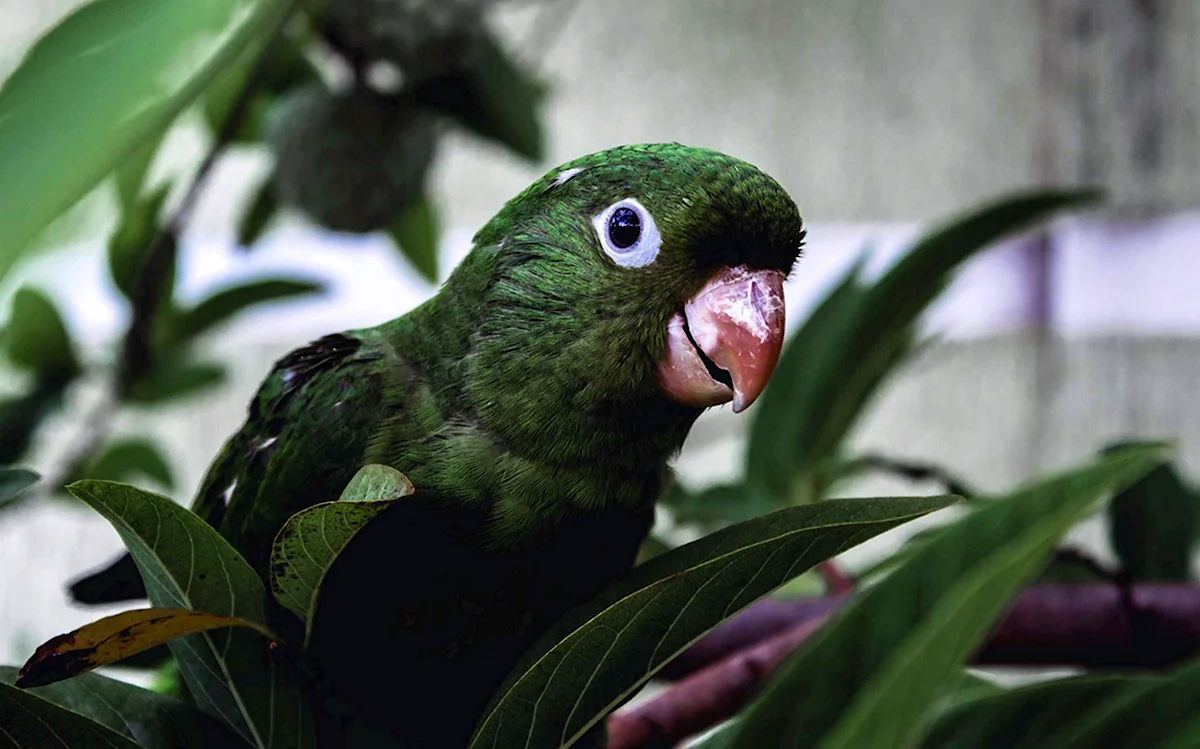 Попугай авокадо