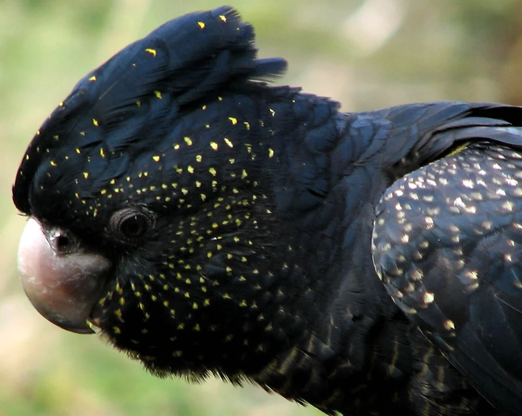 Попугаи черного цвета