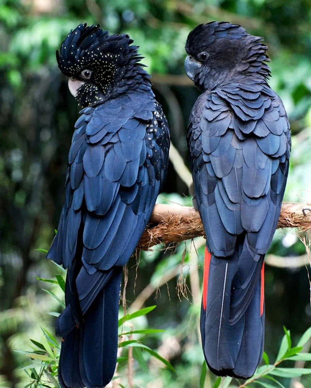 Попугай чёрный краснохвостый Какаду