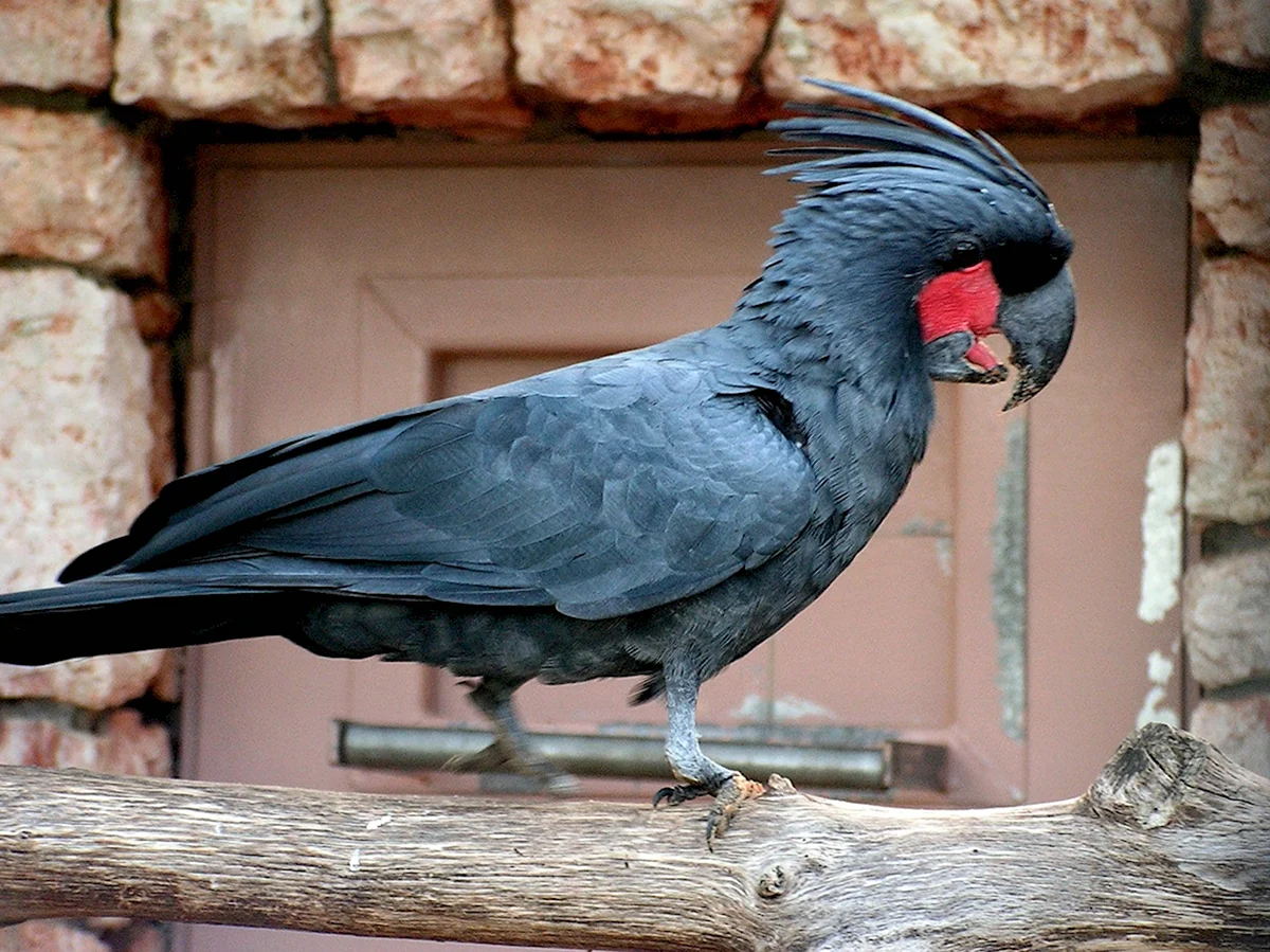 Попугай Какаду черный