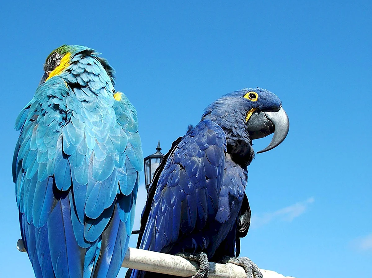 Попугай Какаду голубой