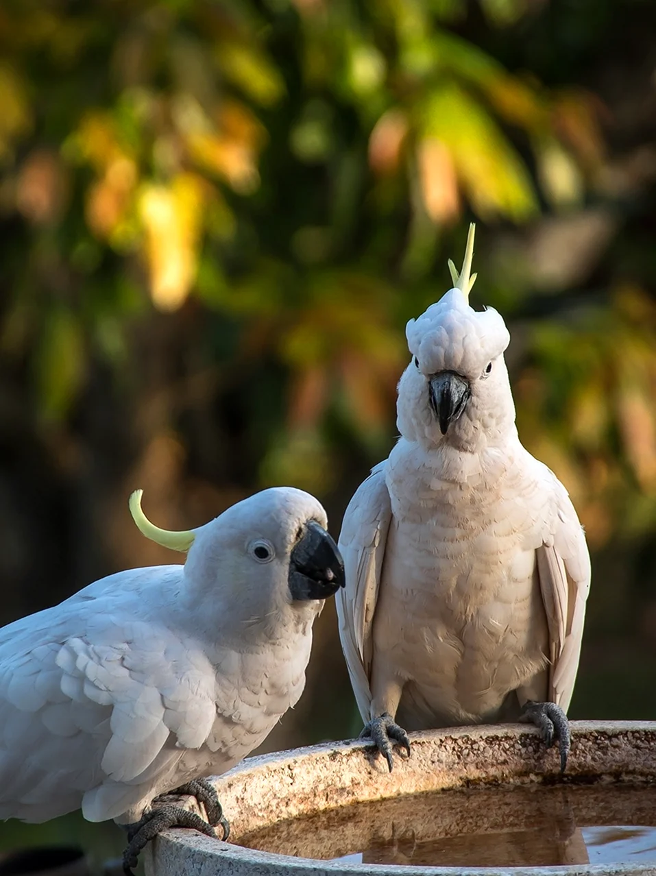 Попугай Какаду серый