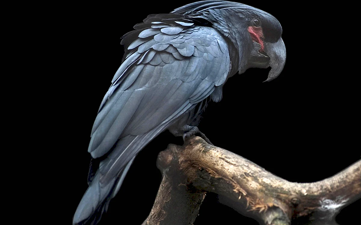 Попугай Какаду синий